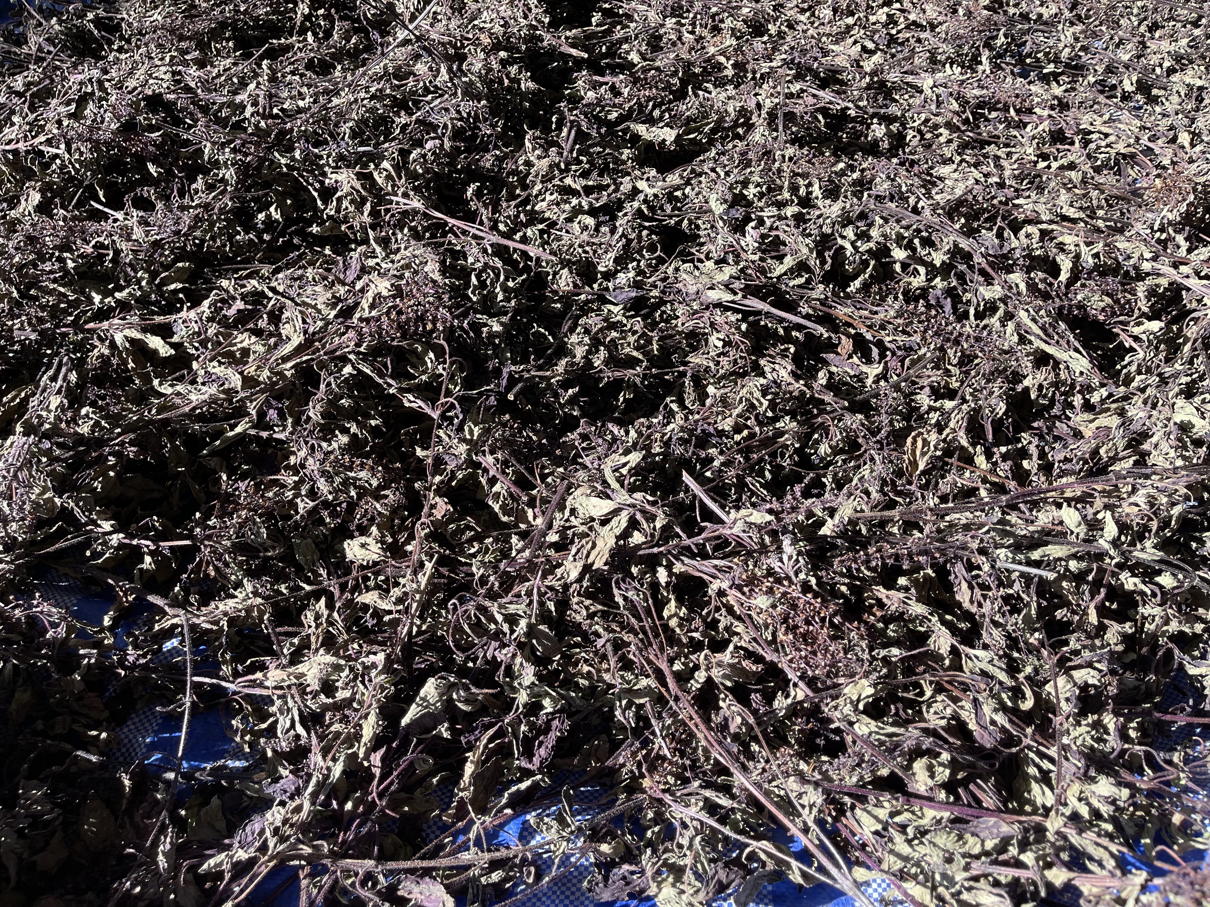Holy Basil