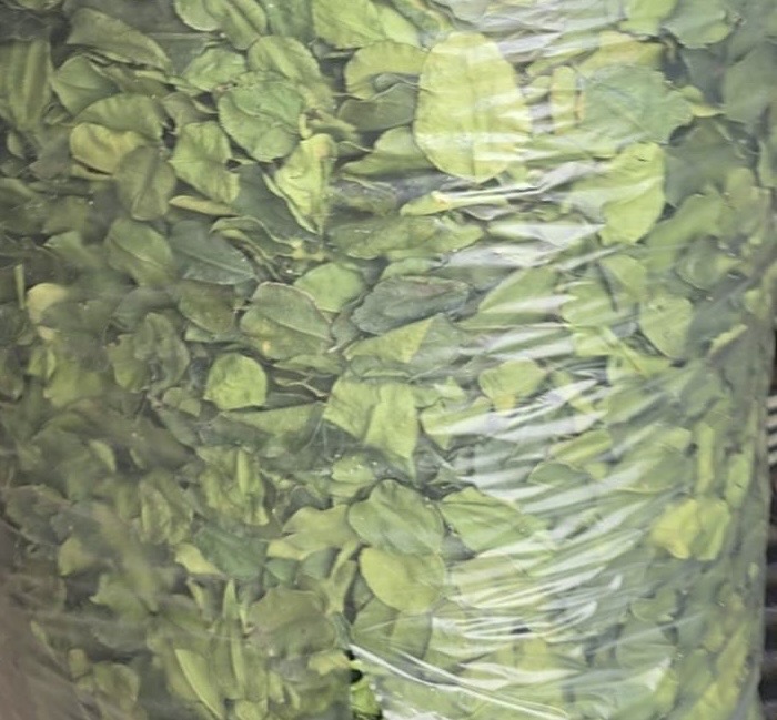 Kaffir lime