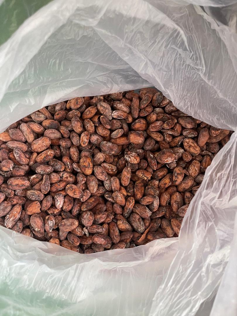 Cocoa beans