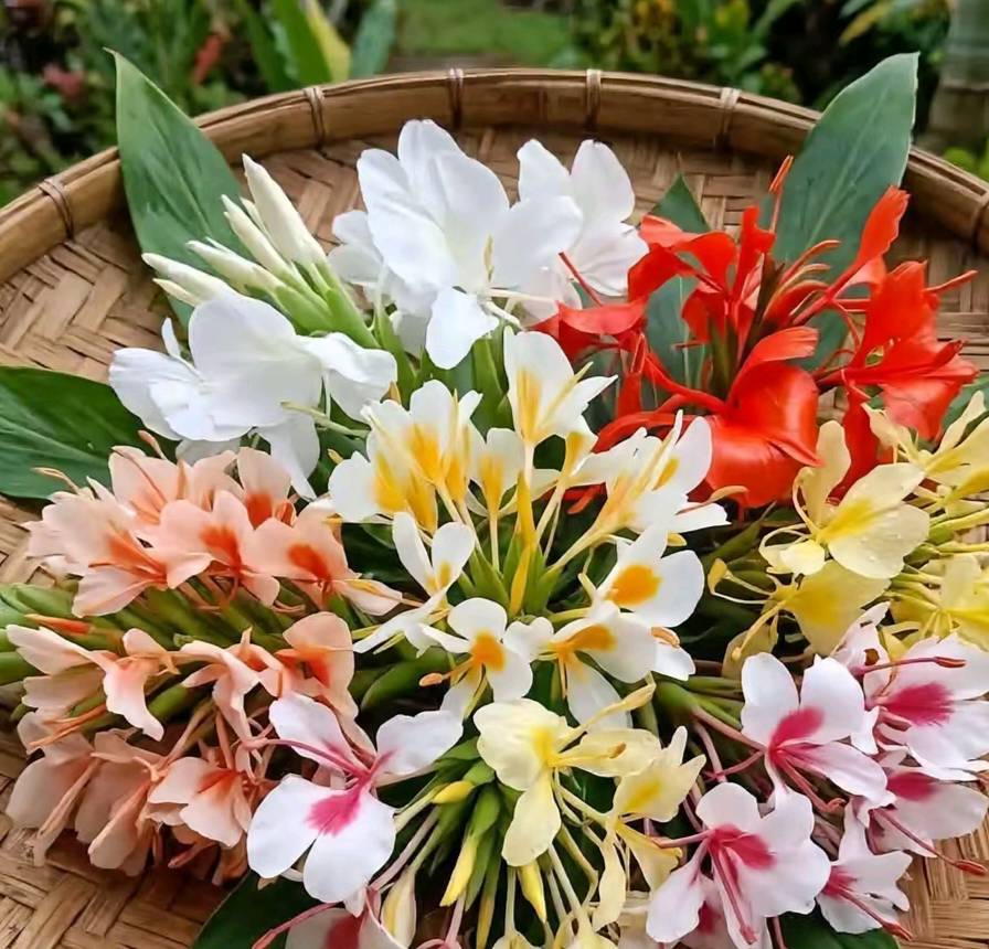 Hedychium coronarium / Ginger lily