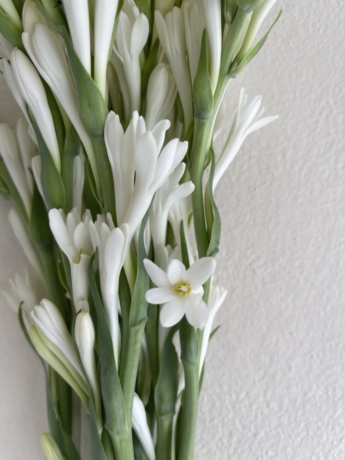 Tuberose (Polianthes tuberosa)