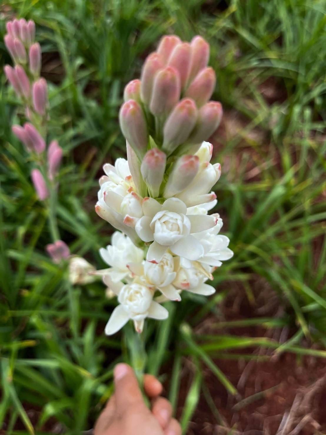 Tuberose (Polianthes tuberosa)