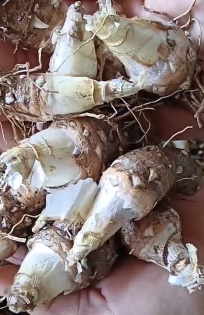 Tuberose (Polianthes tuberosa)