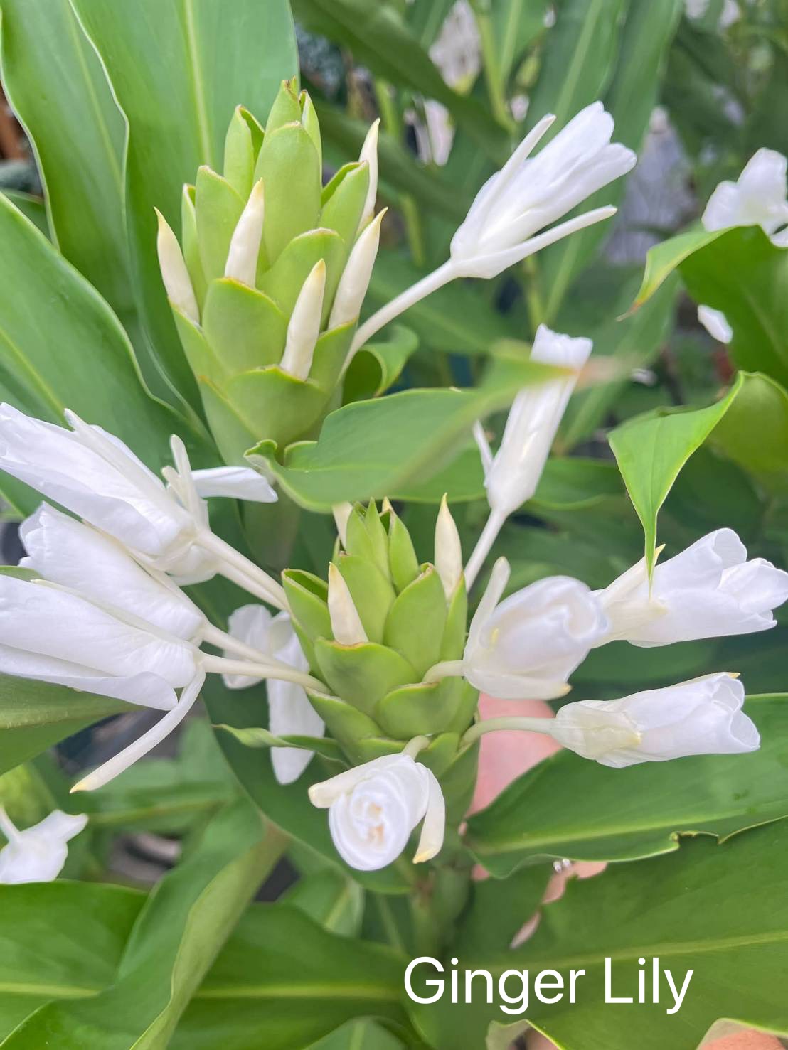 Hedychium coronarium / Ginger lily
